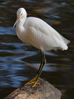 Egret13.jpg