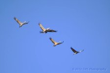 10-16-16-cr__D7K4691.jpg