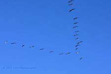 10-16-16-cr__D7K4694.jpg