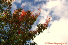 Autumn Tree 10-18-2016.jpg