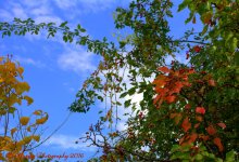 Autumn Tree #2 10-18-2016.jpg