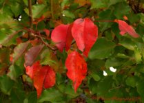 Red Leaves 10-18-2016.jpg