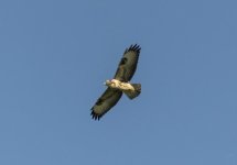 DSC_2068.jpg