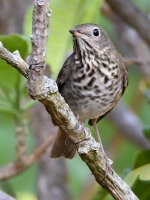 HermitThrush2.jpg