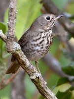 HermitThrush.jpg