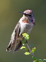 Hummer4.jpg