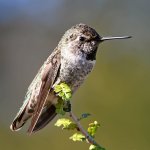 Hummer5.jpg