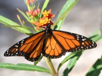 Monarch2.jpg