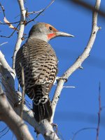 Flicker.jpg