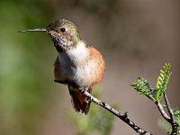 Hummer2.jpg