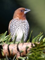 Mannikin3.jpg