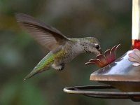 Hummer6.jpg