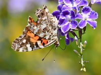 PaintedLady4.jpg