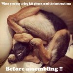 dog.jpg