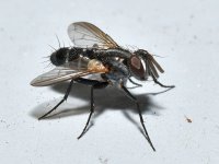 Fly.jpg