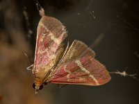 Moth4.jpg