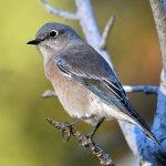 Bluebird.jpg