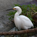 Egret4.jpg