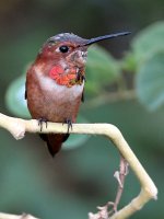Hummer.jpg