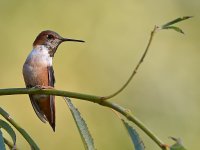 Hummer3.jpg