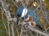 Kingfisher2.jpg