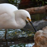 Egret5.jpg