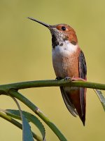 Hummer4.jpg
