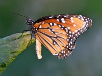 StriatedQueen2.jpg