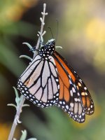 Monarch.jpg