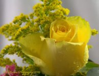 Yellow Rose 10-20-2016.jpg