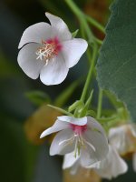Hibiscus2.jpg