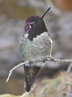 Hummer33.jpg