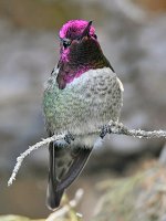 Hummer28.jpg