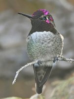 Hummer30.jpg