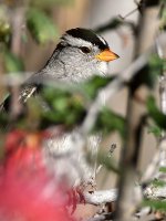Sparrow.jpg