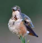 Hummer16.jpg