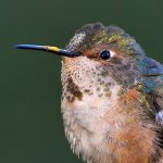 Hummer20.jpg