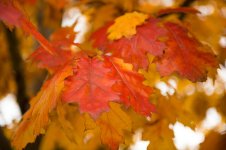 DSC_6615.jpg