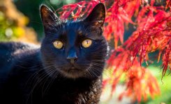 Panther - Copy.jpg