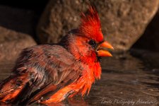 DSC_5219.jpg