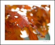 Couleurs d'Halloween.jpg