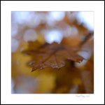 DSC_6656.jpg
