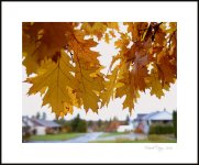 DSC_6663.jpg