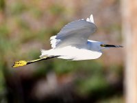 Egret.jpg