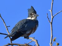 Kingfisher3.jpg