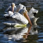 Pelican9.jpg