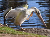 Pelican5.jpg