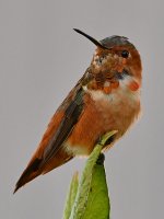 Hummer2.jpg