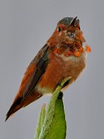 Hummer3.jpg
