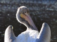 Pelican4.jpg